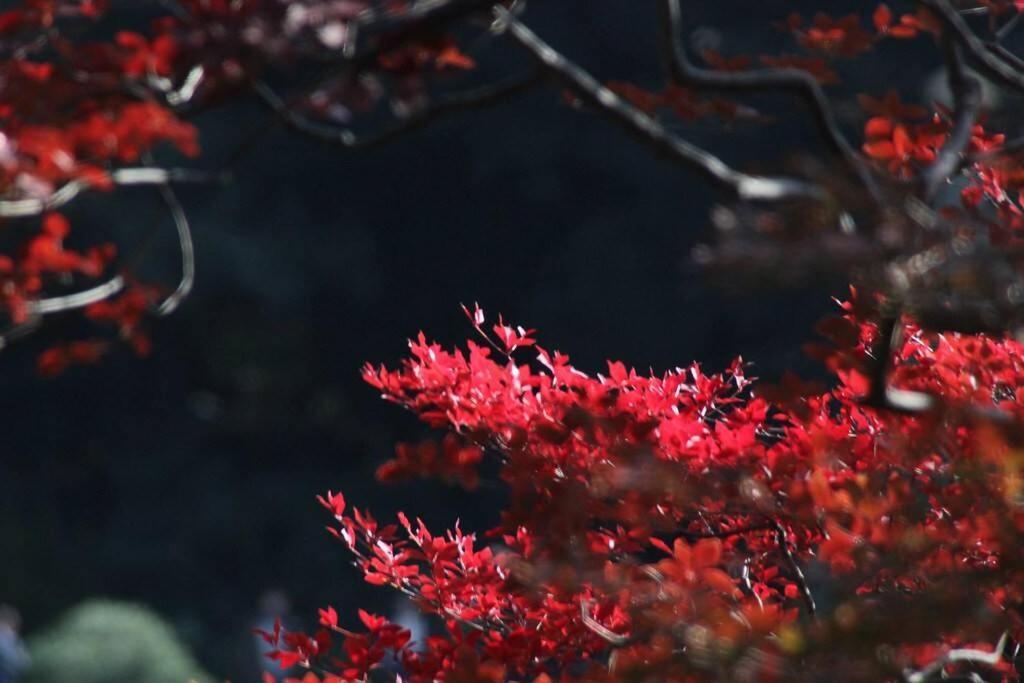 Tora Hotel Tokyo-Rikugienn 寅ホテル 六義園 A Экстерьер фото